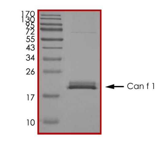The purity of Can f 1 was determined to be >90% by densitometry.